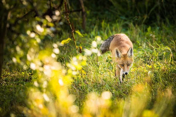 Rotfuchs Seinem Natürlichen Lebensraum Wildtiere Erschossen — Stockfoto