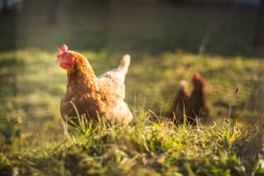 Bir çiftlikte tavuk (Gallus gallus domesticus)