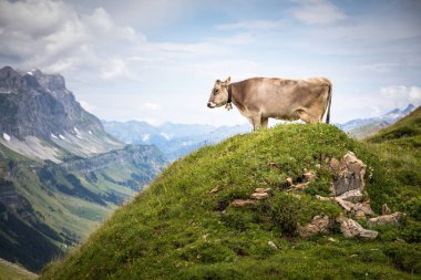 Kahverengi dağ Bernese Alpleri'nde bir alpine mera üzerinde yaz aylarında otlatma inekler. Grindelwald, Jungfrau bölge, Bernese Oberland, İsviçre