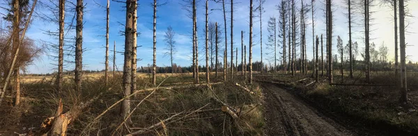 破碎的森林 在风暴中受损的森林中的树木 — 图库照片