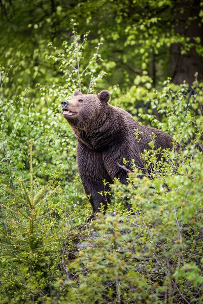 Urso Castanho Ursus Arctos — Fotografia de Stock