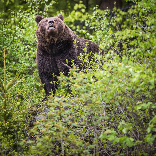 Niedźwiedź Brązowy Ursus Arctos — Zdjęcie stockowe