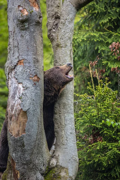 Бурый Медведь Ursus Arctos — стоковое фото
