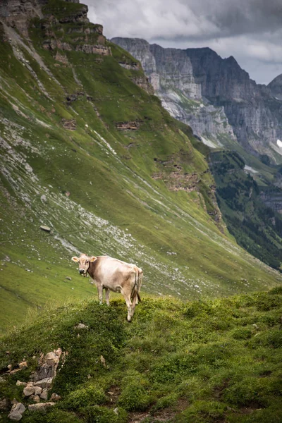 Barna Hegyi Nyáron Egy Alpesi Legelőre Berni Alpokban Legelő Tehenek — Stock Fotó