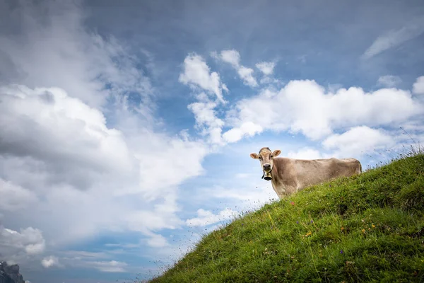 Vacas Montanha Marrom Pastando Pasto Alpino Nos Alpes Berneses Verão — Fotografia de Stock