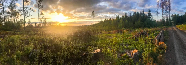 Floresta Quebrada Árvores Uma Floresta Danificada Durante Uma Tempestade Vento — Fotografia de Stock