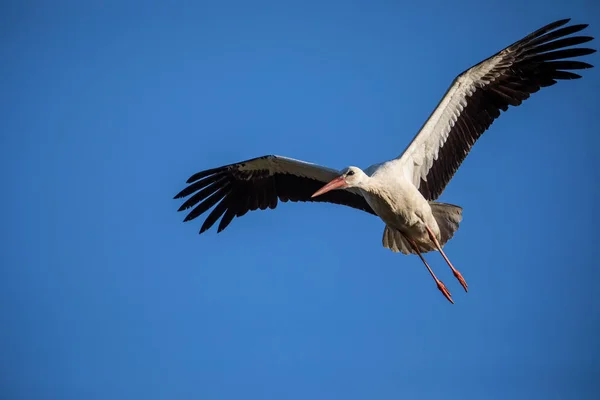 Elegant White Stork Ciconia Ciconia Nesting Season Busy Taking Care — Stock Photo, Image