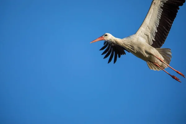 Elegantní Čáp Bílý Ciconia Ciconia Během Hnízdění Zaneprázdněn Péčí Své — Stock fotografie