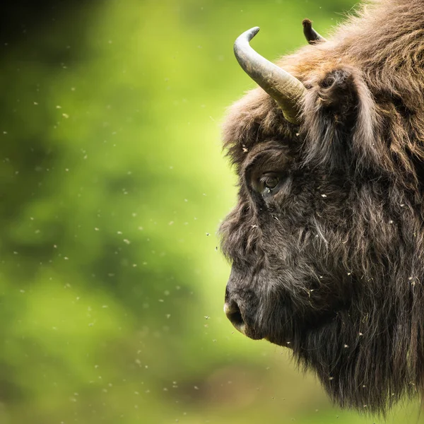 European Bison Bison Bonasus — Stock Photo, Image