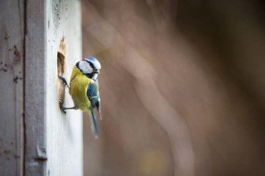 Mavi baştankara Parus caeruleus yaşıyor - besleme genç bir kuş evi üzerinde. Sığ alan derinliği ve arka plan bulanık