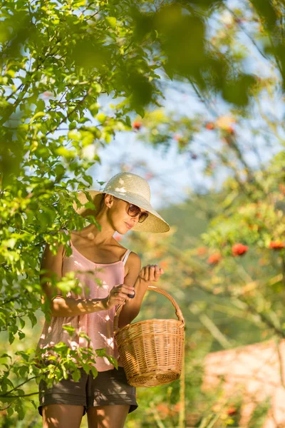 在一个阳光明媚的夏日里 年轻女子站在梯子上从梅树上摘李子 — 图库照片