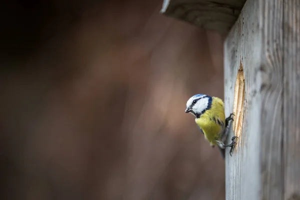 青シジュウカラ ヤマガラ Caeruleus 鳥の家にそれは若い送り 生息します 浅い被写し界深度ぼやけて背景 — ストック写真