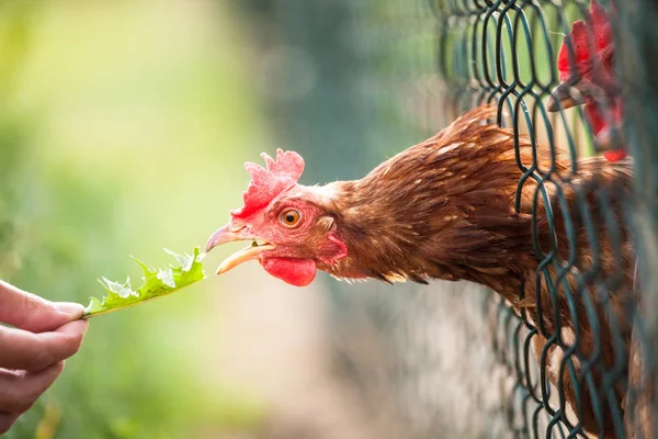 Hen Farmyard Gallus Gallus Domesticus — Stock Photo, Image