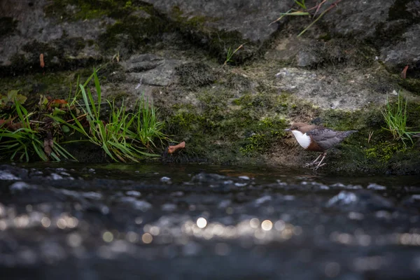 Weißkehlbauch Cinclus Cinclus Sitzt Auf Einem Stein Tauchvogeljagd Wasser Frühlingsmoment — Stockfoto