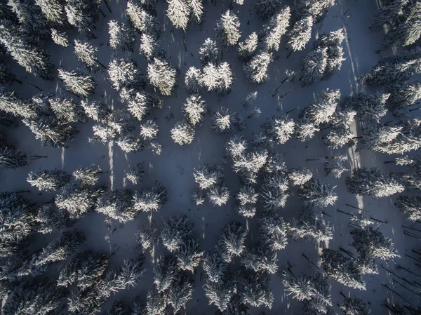 Vista Aérea Floresta Inverno Árvores Cobertas Neve — Fotografia de Stock