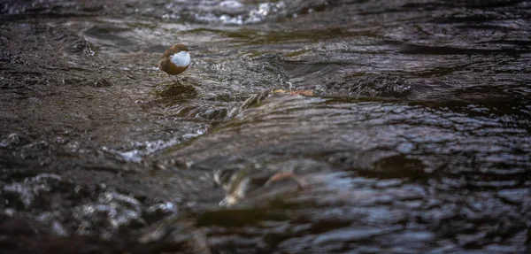 Белогорлая Ковша Cinclus Cinclus Сидит Камне Охота Птиц Воде Весенний — стоковое фото