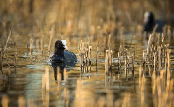 Der Blässhühner Fulica Atra Auch Als Blässhühner Bekannt Ist Ein — Stockfoto