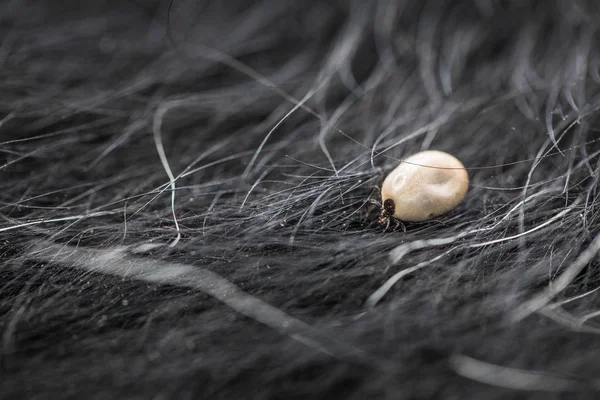 Tik Vacht Van Een Hond Zuigen Zijn Bloed Gevaarlijke Parasiet — Stockfoto