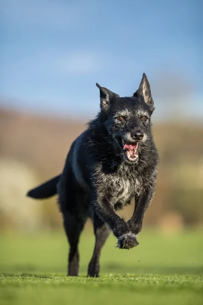 Portret Van Een Zwarte Hond Lopen Snel Buiten Ondiepe Dof — Stockfoto