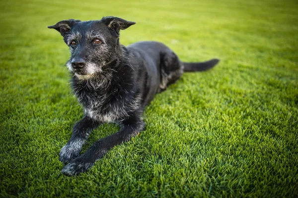 Portrait Chien Noir Reposant Après Avoir Couru Rapidement Extérieur Peu — Photo