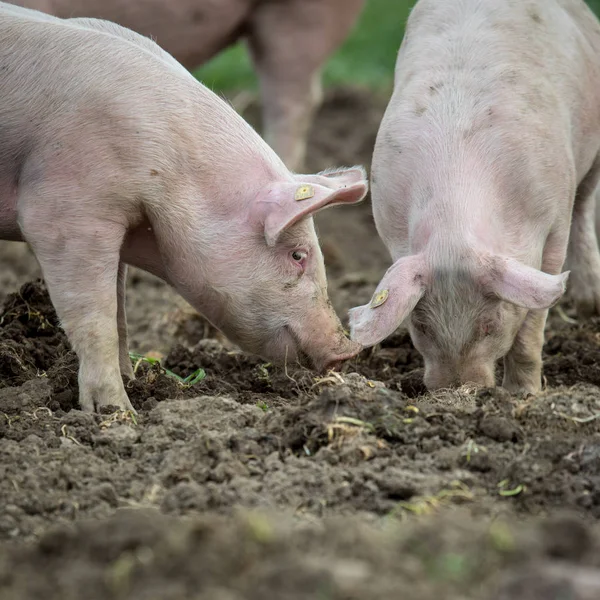 Porcos Comendo Prado Uma Fazenda Carne Orgânica — Fotografia de Stock