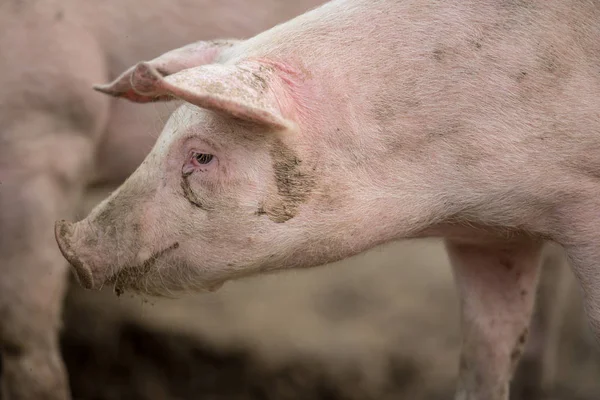 Świnie Jedzące Łące Ekologicznej Hodowli Mięsa — Zdjęcie stockowe