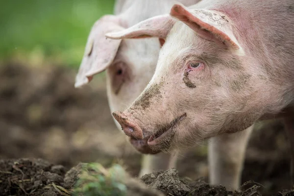 Suini Che Mangiano Prato Allevamento Biologico Carne — Foto Stock