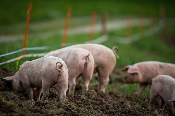 Svin Som Äter Äng Ekologisk Köttfarm — Stockfoto