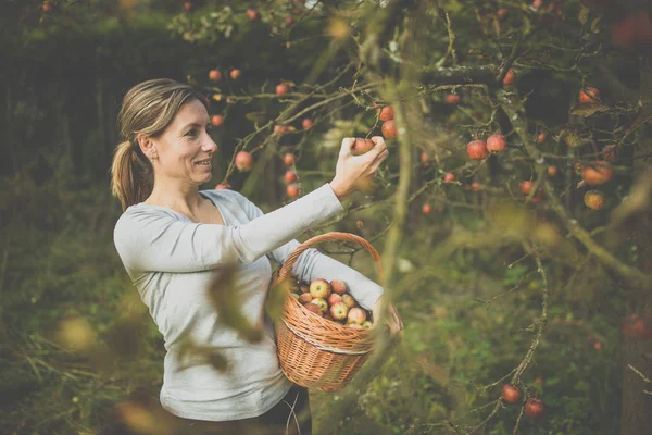 Женщина Средних Лет Собирает Яблоки Своем Саду Скоро Будет Прекрасный — стоковое фото