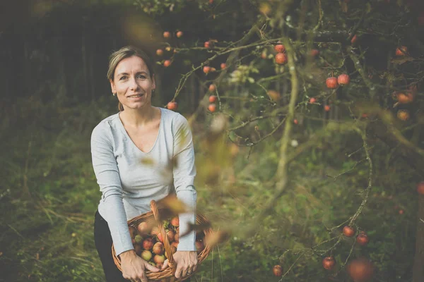 Donna Mezza Età Che Raccoglie Mele Nel Suo Frutteto Presto — Foto Stock