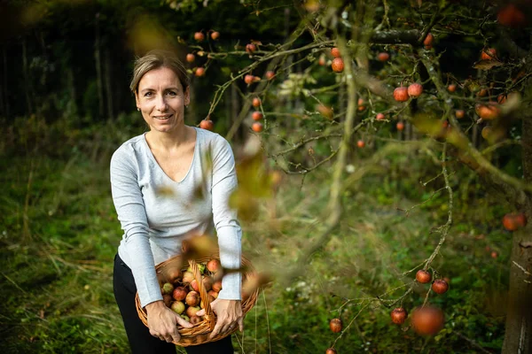 Mujer Mediana Edad Recogiendo Manzanas Huerto Pronto Habrá Hermoso Olor — Foto de Stock