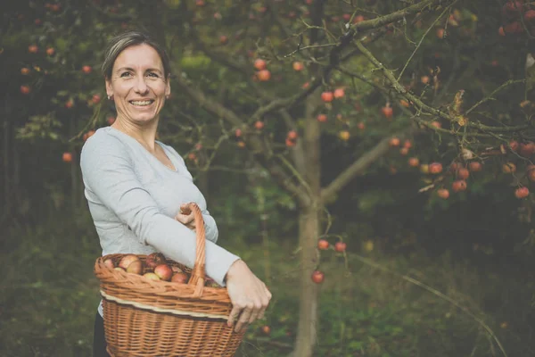 中年女性彼女の果樹園でリンゴを拾って すぐに 彼女のキッチンでアップルパイの素敵な匂いがある トーンのカラー画像 — ストック写真
