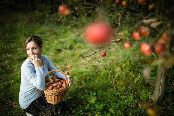 Středního Věku Žena Při Sbírání Jablek Její Ovocnářství Brzy Bude — Stock fotografie