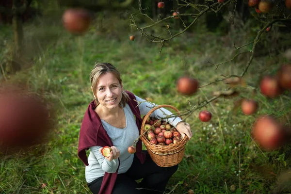 Midden Leeftijd Vrouw Appels Plukken Haar Boomgaard Binnenkort Zal Een — Stockfoto