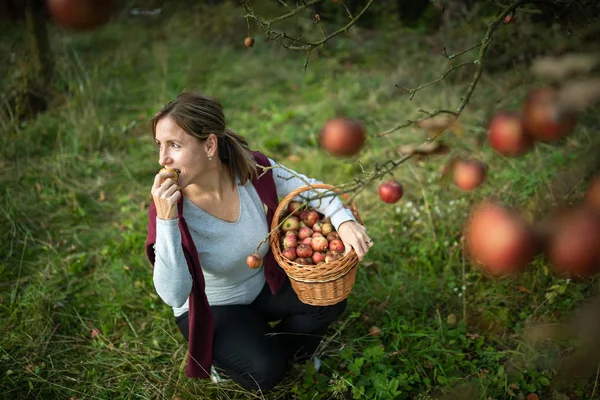 中年妇女在果园里摘苹果 很快她的厨房里就会有一股可爱的苹果派的味道 色彩色调的形象 — 图库照片