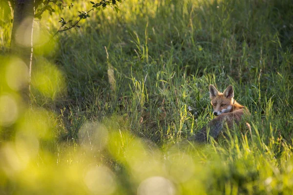 Rode Vos Zijn Natuurlijke Habitat Wilde Dieren Geschoten — Stockfoto