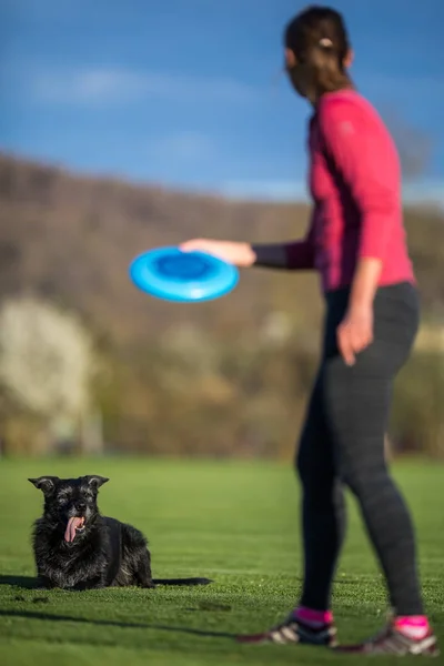 Portret Van Een Zwarte Hond Lopen Snel Buiten Ondiepe Dof — Stockfoto