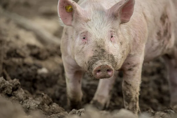 Свиньи Едят Лугу Органической Мясной Ферме — стоковое фото