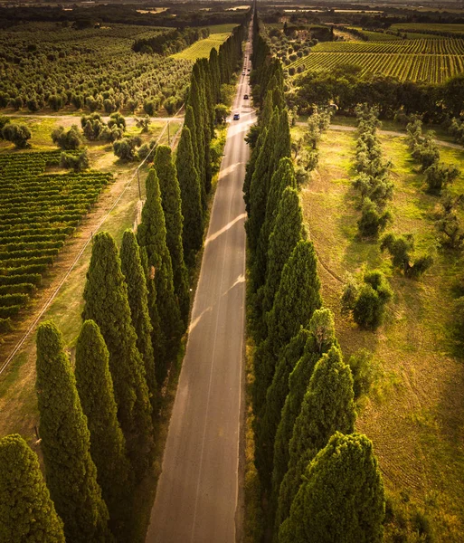 Zypressenallee Mit Landstraße Toskana Italien — Stockfoto