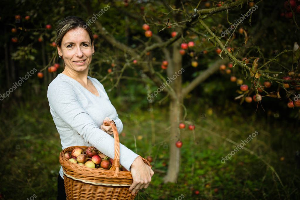 Middle aged woman picking apples in her orchard - soon there will be a lovely smell of apple pie in her kitchen (color toned image)