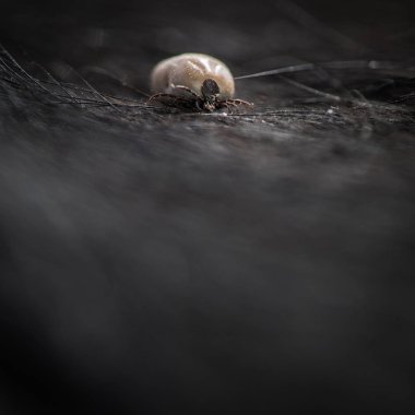 Bir köpeğin kürkü kanını emiyor. Çok sayıda hastalık ve patojen taşıyan tehlikeli parazit taşıyıcısı.