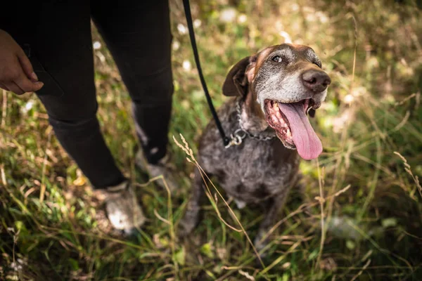 Stagione Caccia Autunnale Caccia Sport All Aria Aperta Donna Cacciatrice — Foto Stock