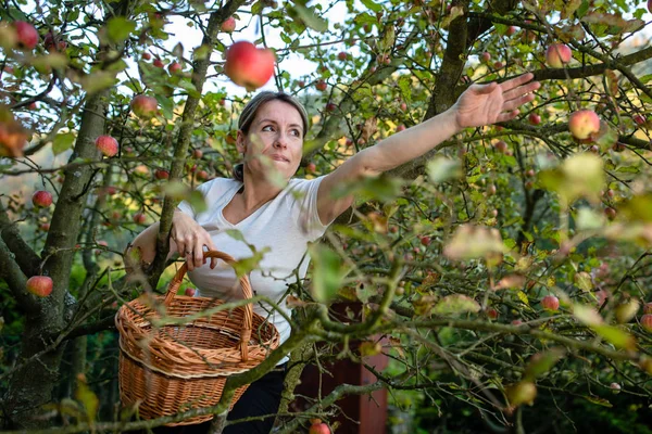 Středního Věku Žena Při Sbírání Jablek Její Ovocnářství Brzy Bude — Stock fotografie