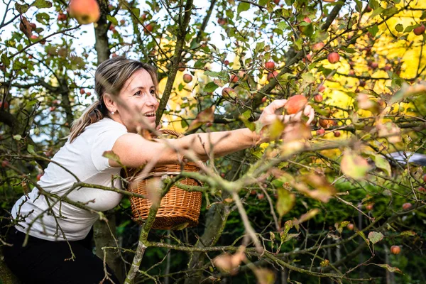 Mujer Mediana Edad Recogiendo Manzanas Huerto Pronto Habrá Hermoso Olor —  Fotos de Stock