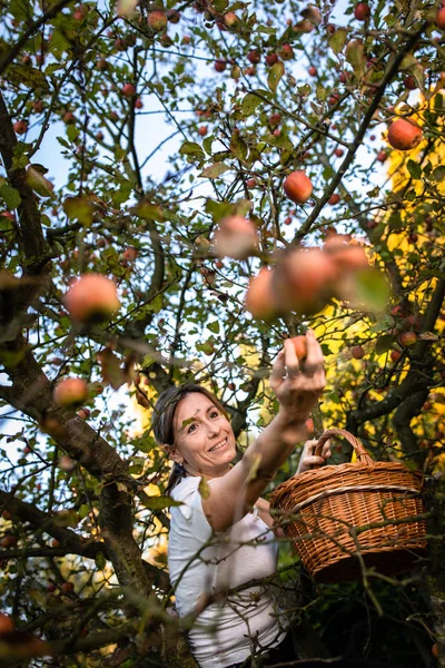 Middle Aged Woman Picking Apples Her Orchard Soon Lovely Smell — Stock Photo, Image