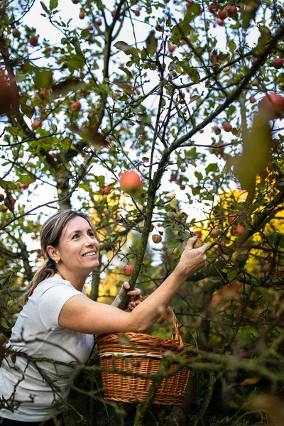 中年妇女在果园里摘苹果 很快她的厨房里就会有一股可爱的苹果派的味道 色彩色调的形象 — 图库照片