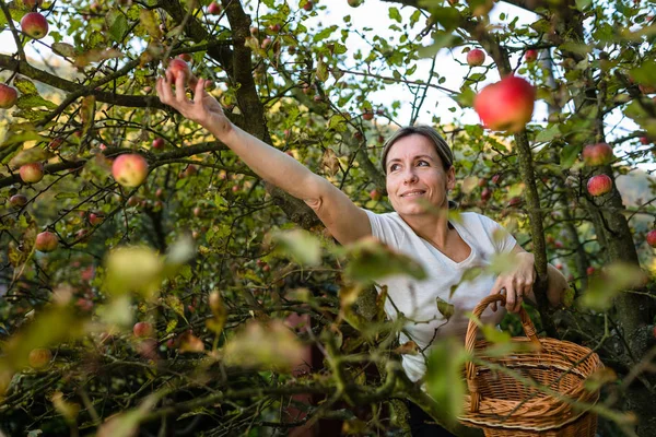 Donna Mezza Età Che Raccoglie Mele Nel Suo Frutteto Presto — Foto Stock