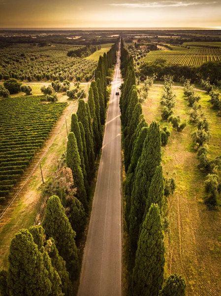 Zypressenallee Mit Landstraße Toskana Italien — Stockfoto