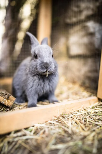 ファーム内のかわいい赤ちゃんウサギ — ストック写真