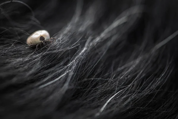 Marque Pele Cão Chupando Seu Sangue Portador Parasitas Perigosos Várias — Fotografia de Stock